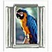Blauweue Macaw  Papegaai